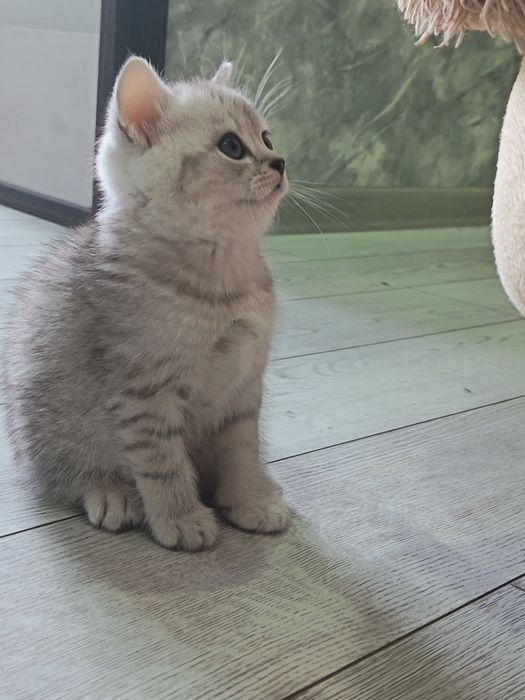 Продаются котята британской породы. Мальчик и девочка