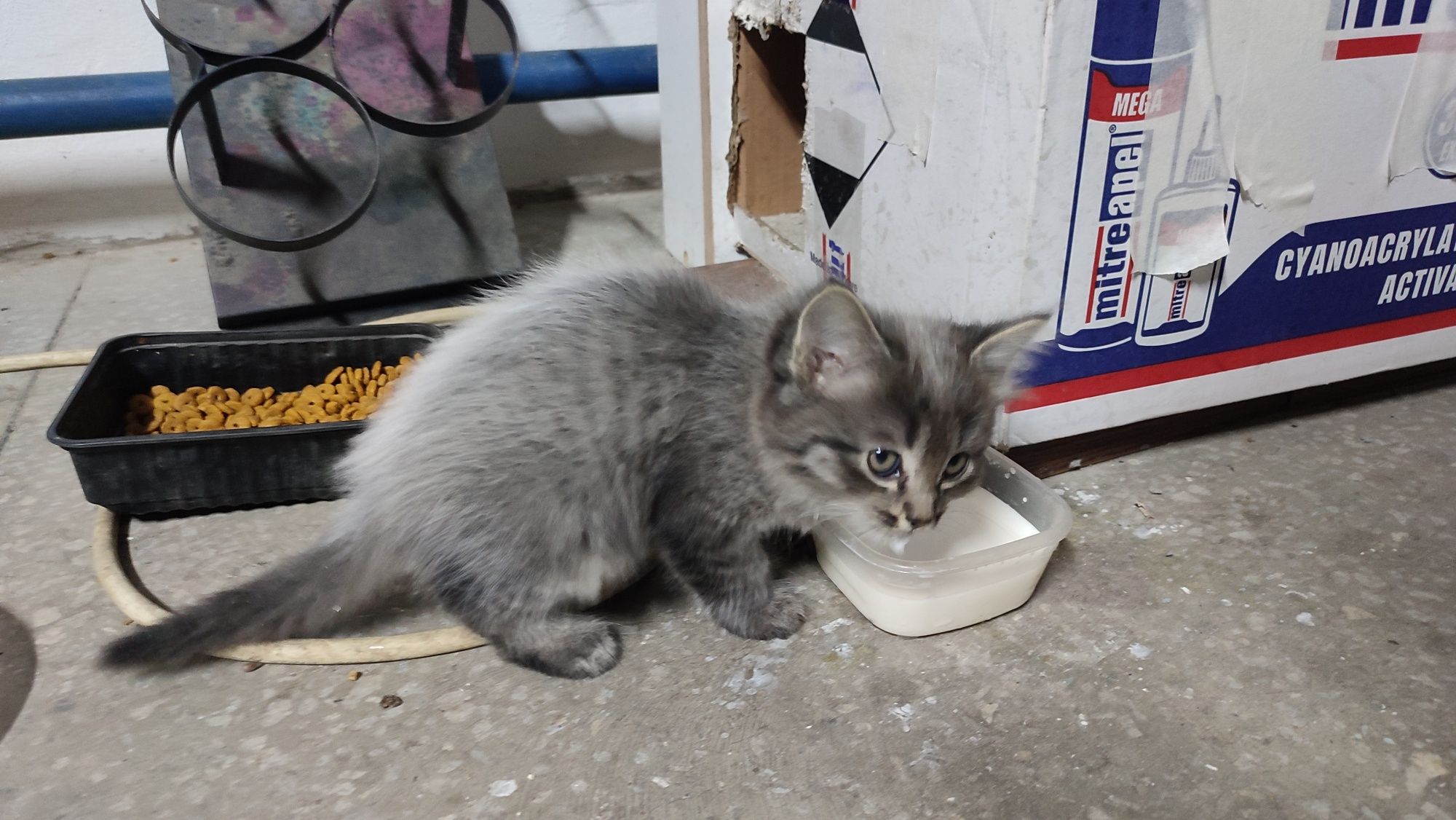 Котята бесплатно