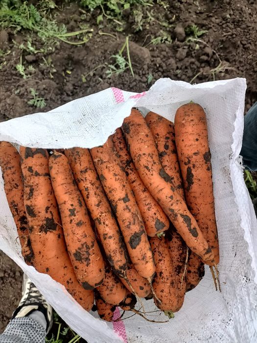 Vând morcov en gros