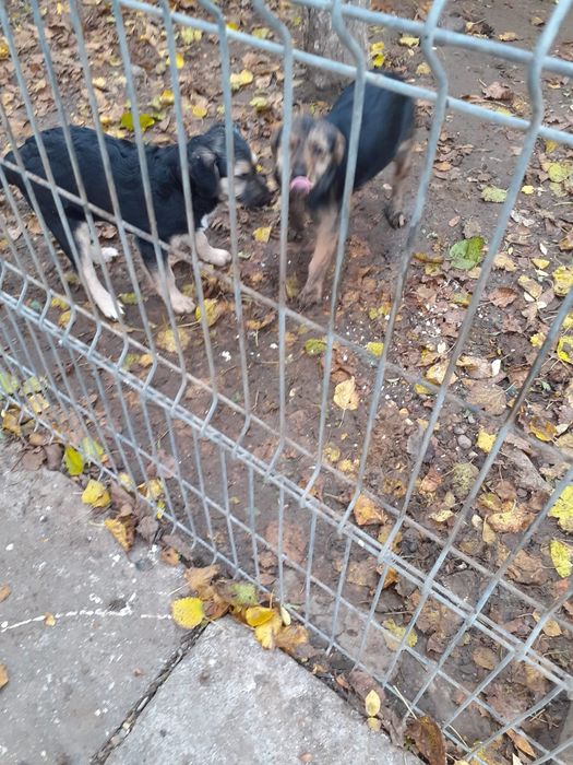 Donez câini de pază