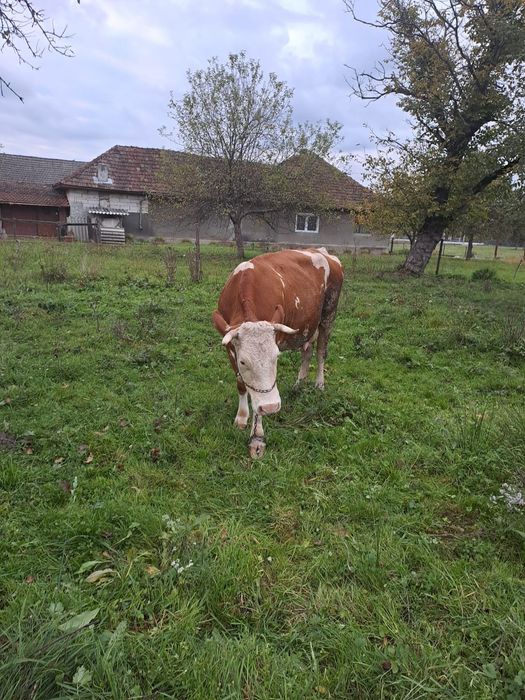 Vand doua vaci cu lapte