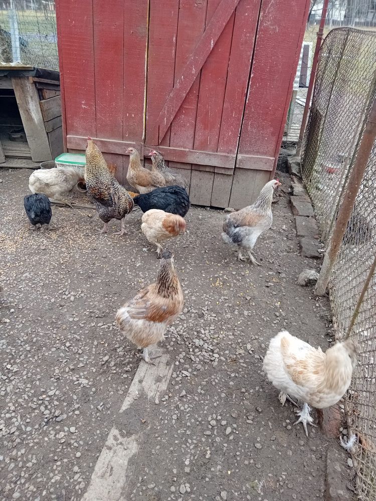 Oua Araucana de incubat