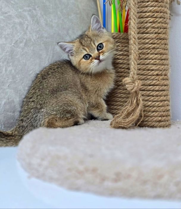 Британские котята. .