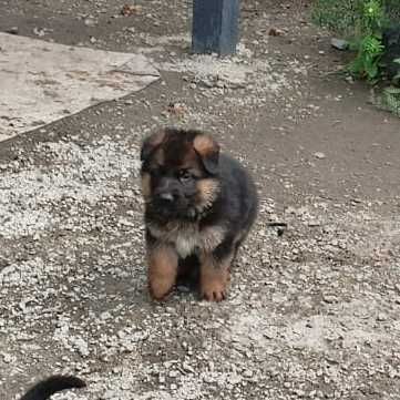 Щенки немецкой овчарки