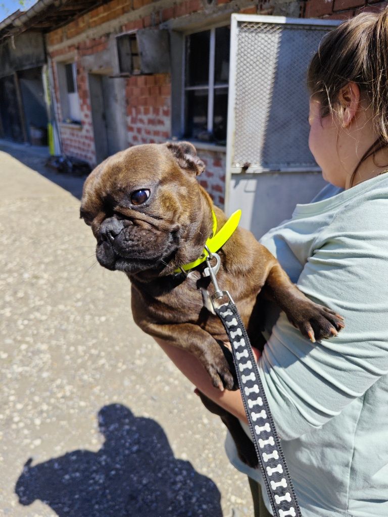 Френски булдог French Bulldog