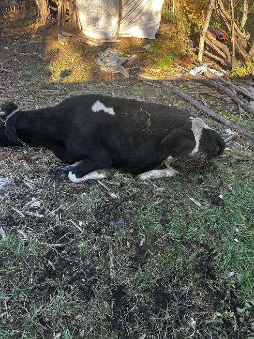 Vand vaca mai multe detali