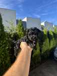 Pudel Caniche Pitic Toy