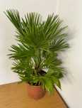 Chamaerops Vulcano 80-90 cm