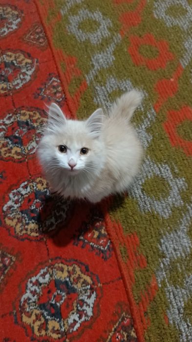 Мушукча текинга берилади