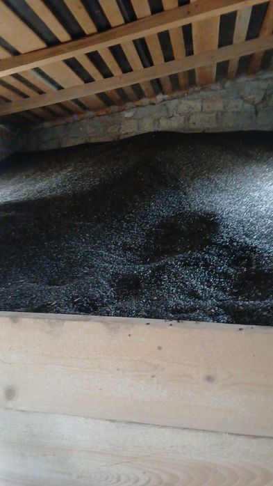 Vând floarea soarelui