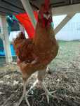Cocos de casa crescut cu porumb