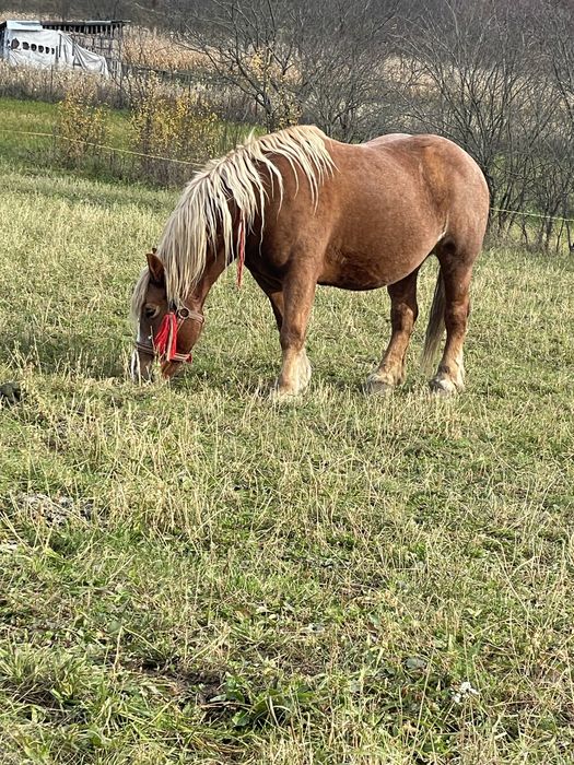 Iapa blonda de vanzare cu manz de 4luni mai multe detalii la telefon
