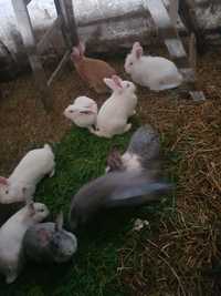 Vând iepurite la prima fătare fata in opt aprilie doua gri ș doua alb