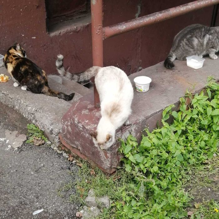 Кошки в добрые руки