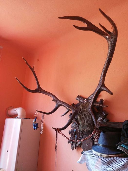 Trofeu -Coarne de cerb