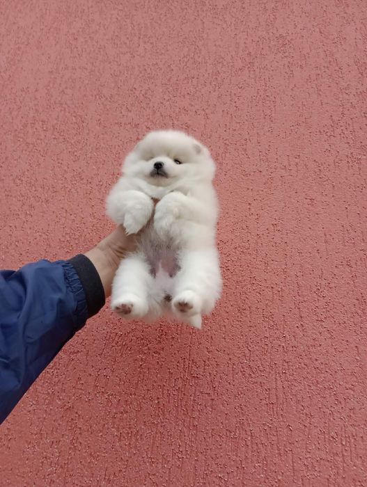 Померани . Момичета