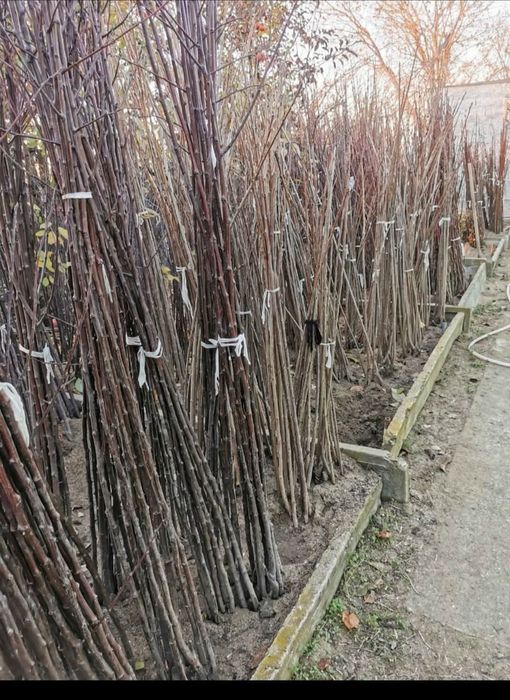 Pomi fructiferi certificati