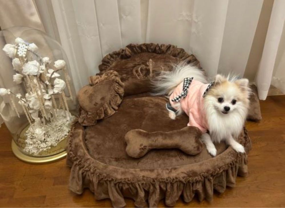 Pomeranian din părinți cu pedigree Tip A