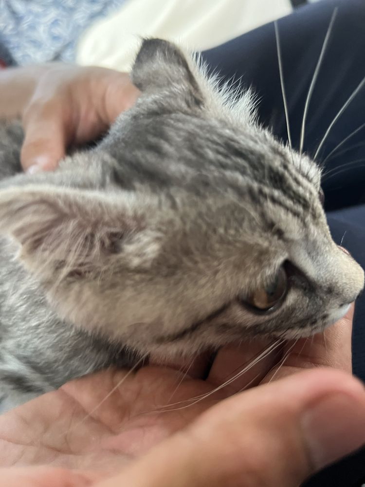 Шотланский весноухо кошка