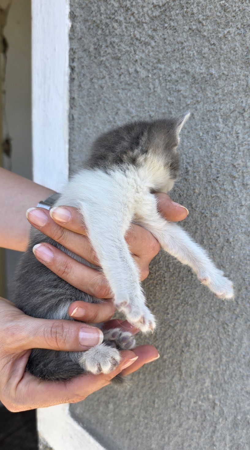 Подарявам малки котенца