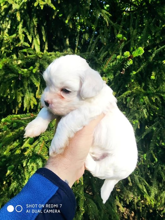 СУПЕР МИНИ Малтийска Болонка Доставка