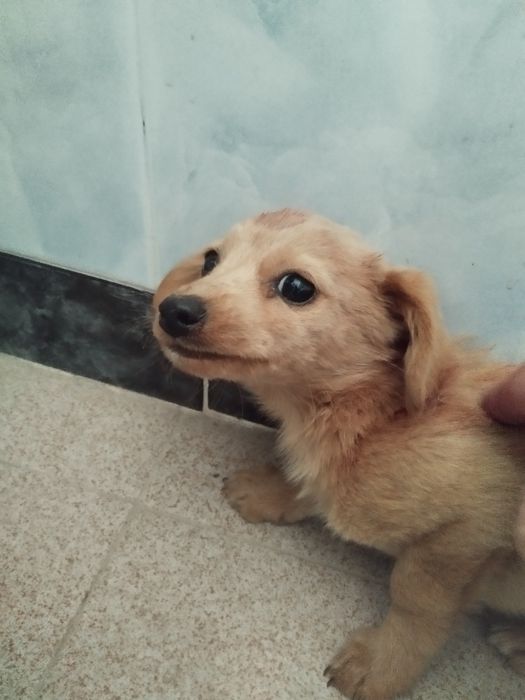 Търси  дом БЕЗПЛАТНО порода любов