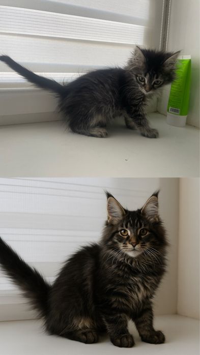 Продам котенка породистого