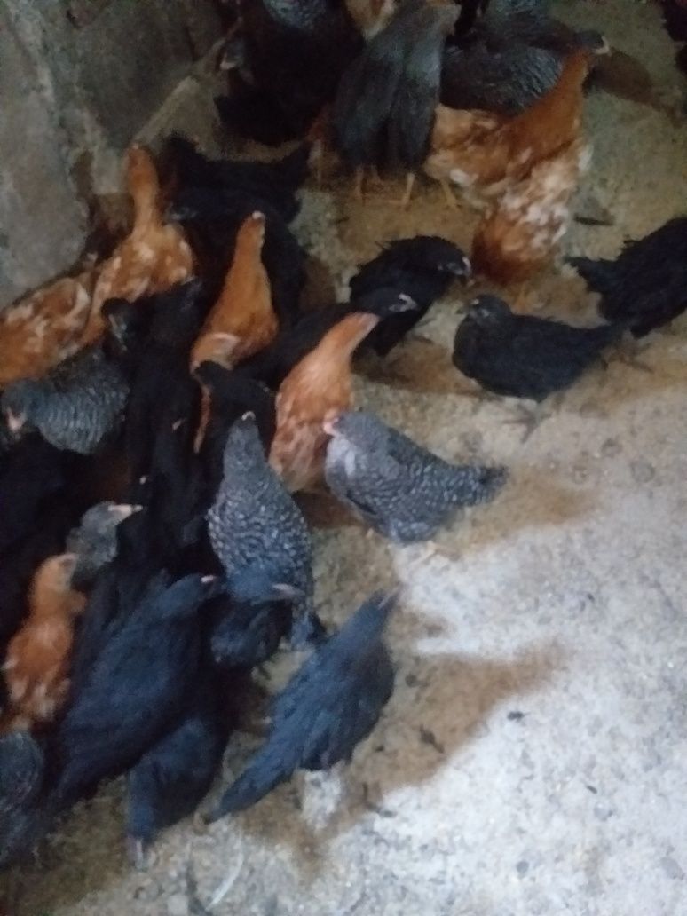Avem puicuțe  ouătoare