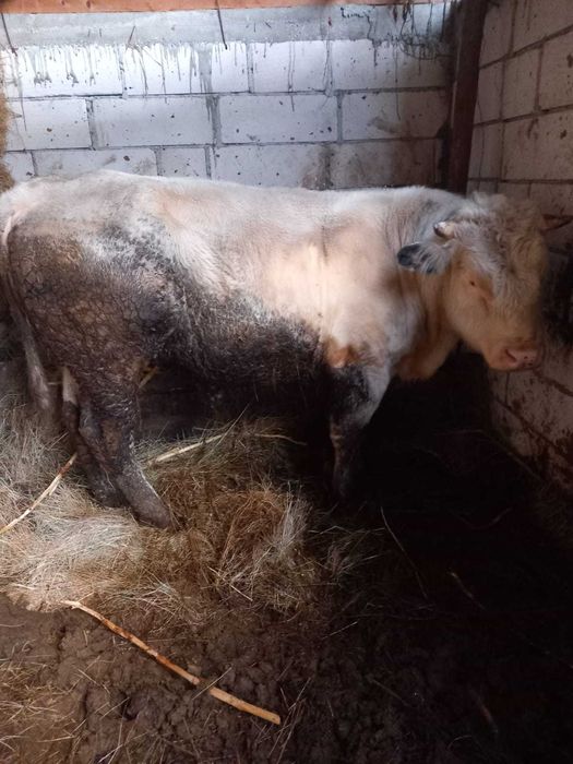 Tauri albastru belgian, 1an 6luni