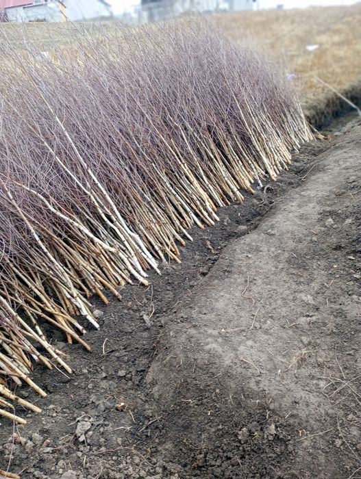 Doriti sa impaduriti cu puieti de salcam proaspăt recoltati