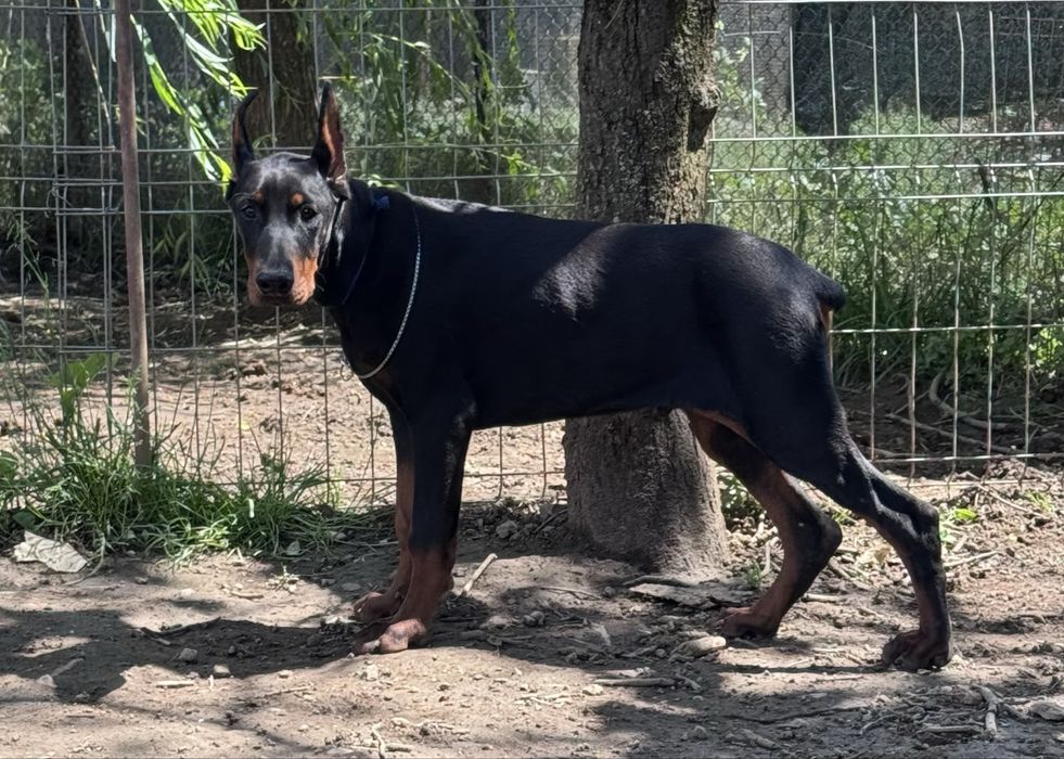 Cățeluș Doberman de 11 luni cu pedigree la reducere