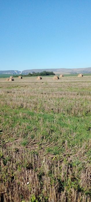 Vând baloți de paie