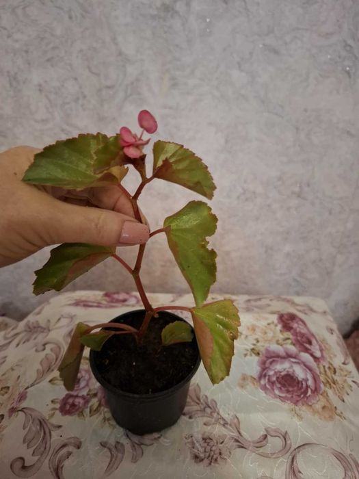 Стайна    Бегония