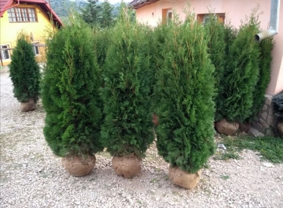 Plante ornamentale Tuia mesteacăn magnolia leylandi