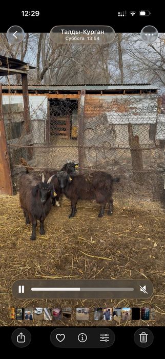 1 туған жас Ешкілер сатылады, және лақтар