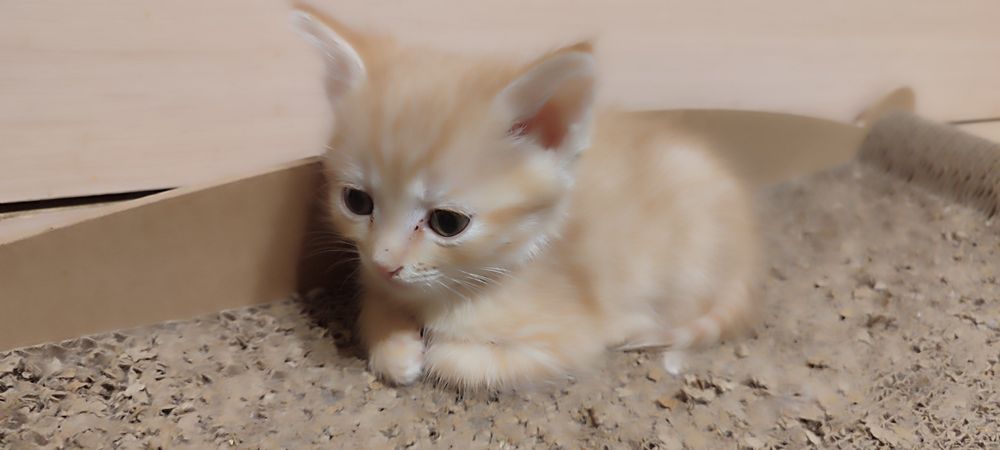 Отдам в добрые руки котят
