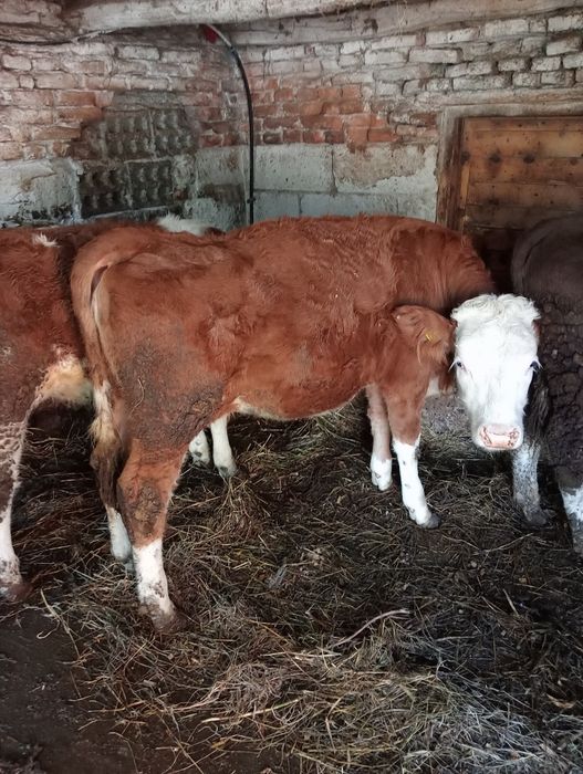 Vitele bălțat romanesc