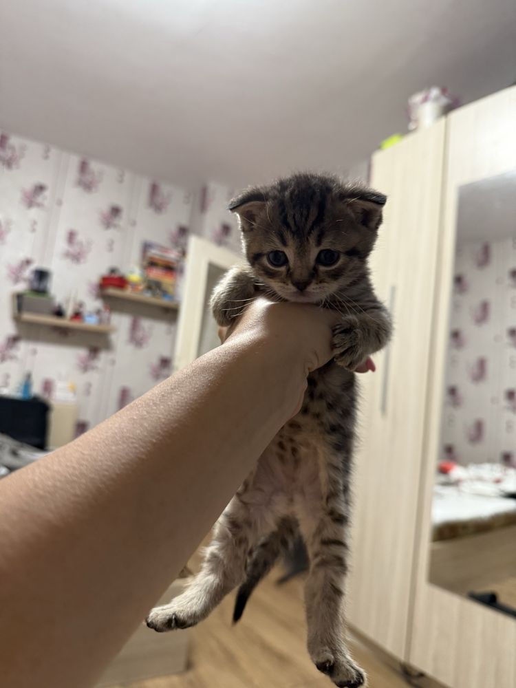 Шотландски клепоухи и британски късокосмести котета