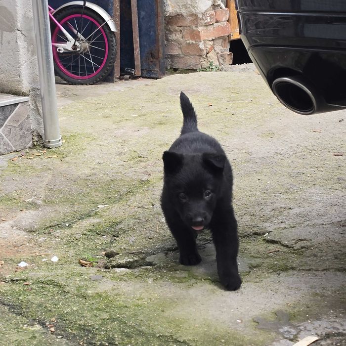 Женски Канадски Вълк