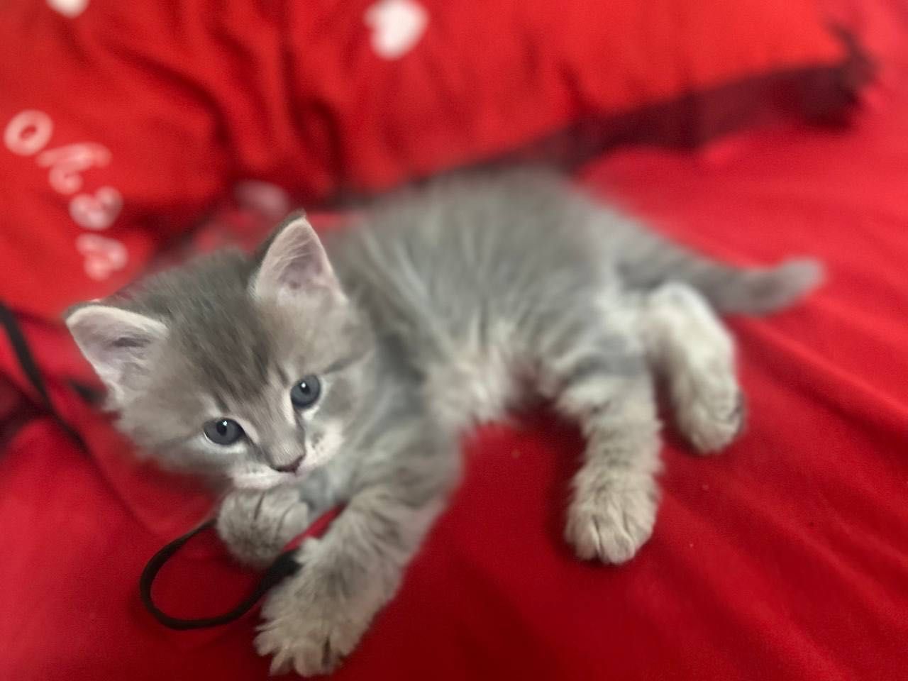 Продаются Мейнкун котята