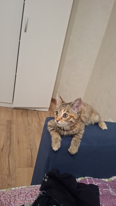 Отдам в добрые руки Бесплатно