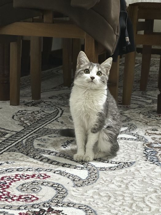 Кошечка 2.5. 3 месяца. Очень нежные