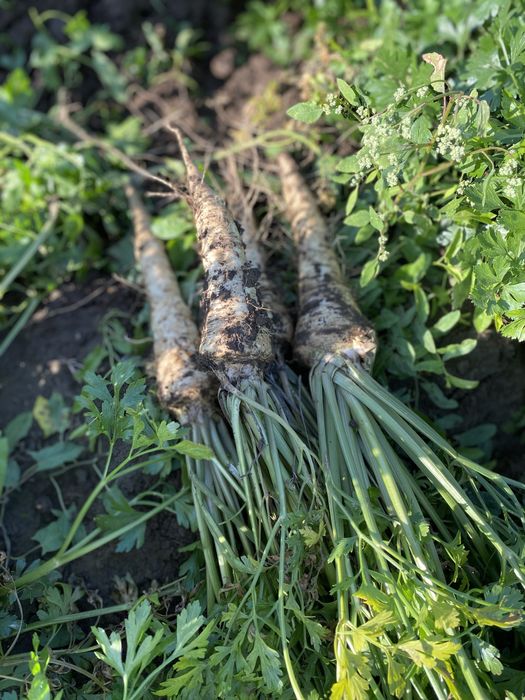 Patrunjel radacina, Pastarnac  si Patrunjrl frunza