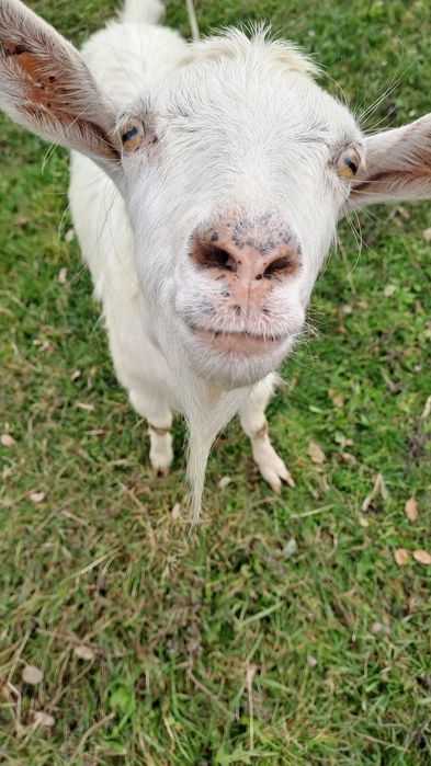 Vând capre în comuna Drăgușeni jud Botoșani