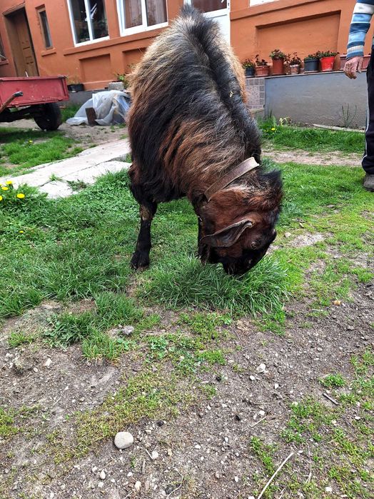 Vand țap anglo nubian