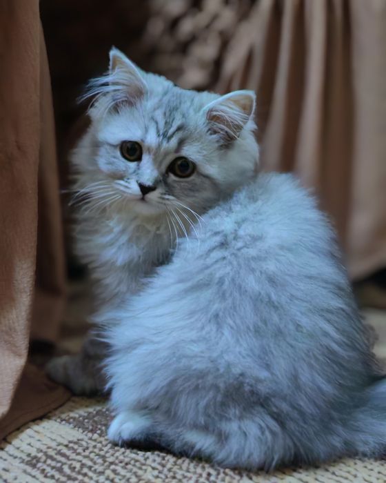 Продаётся кошка девочка
