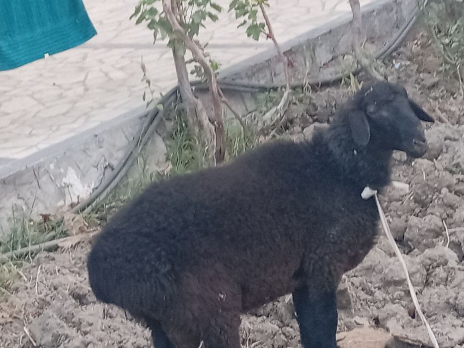 Qara qo'chqor. 8oylik