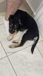 Ofer spre adoptie Labrador metis