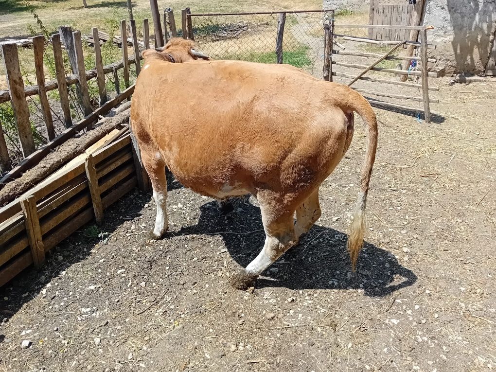 Vând taur și vițea
