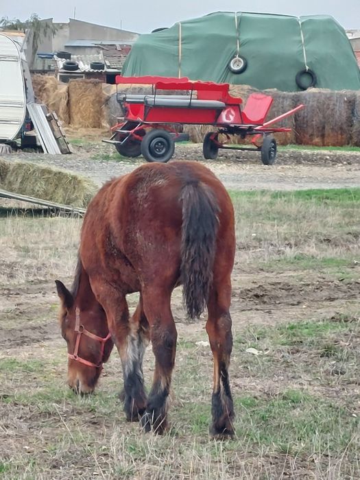 Vand o pereche de iepe murgi cu manza de 6 luni
